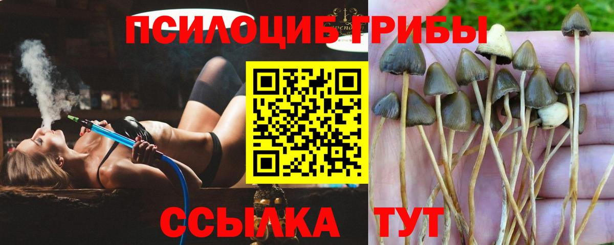 Симферополь  Галлюциногенные грибы Psilocybine cubensis  Вход с VPN  Галлюциногенные грибы мицелий 